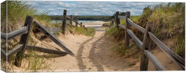 Beach Path Canvas Print by David Hare
