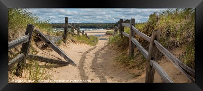 Beach Path Framed Print by David Hare