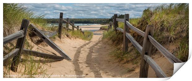 Beach Path Print by David Hare