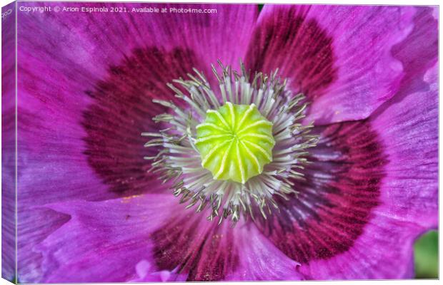 Beautiful  flower close up  Canvas Print by Arion Espinola