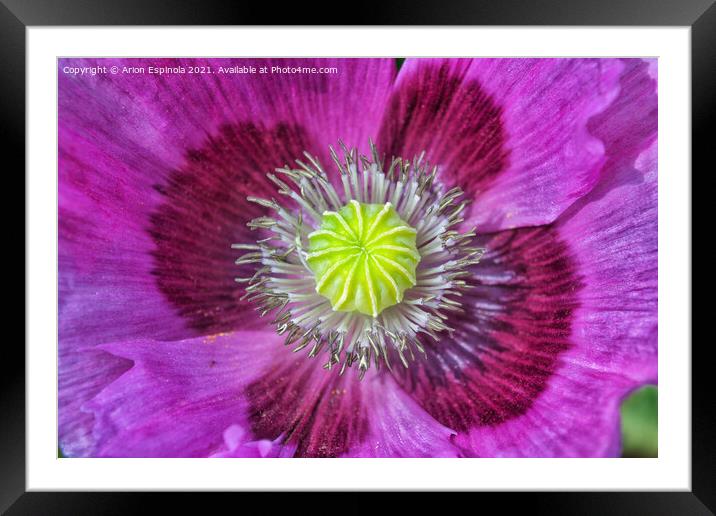 Beautiful  flower close up  Framed Mounted Print by Arion Espinola