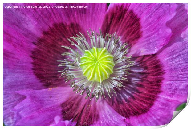 Beautiful  flower close up  Print by Arion Espinola