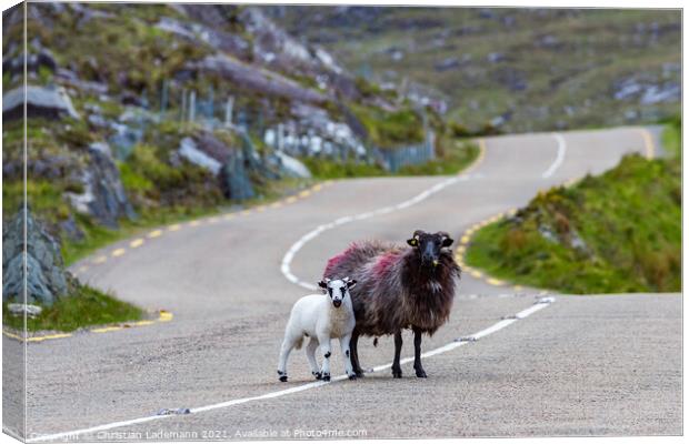 lamb and mother sheep crossing country road Canvas Print by Christian Lademann