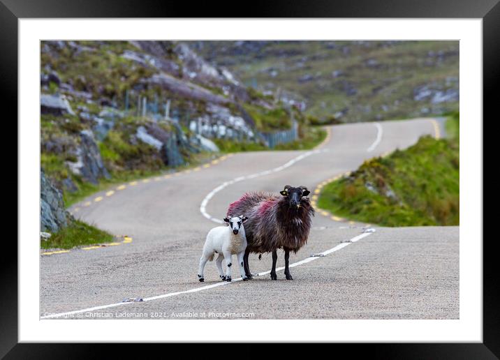 lamb and mother sheep crossing country road Framed Mounted Print by Christian Lademann