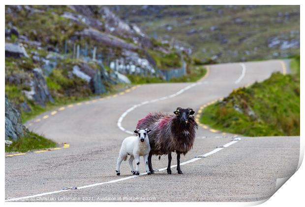 lamb and mother sheep crossing country road Print by Christian Lademann