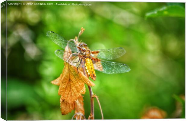 The Dragonfly  Canvas Print by Arion Espinola