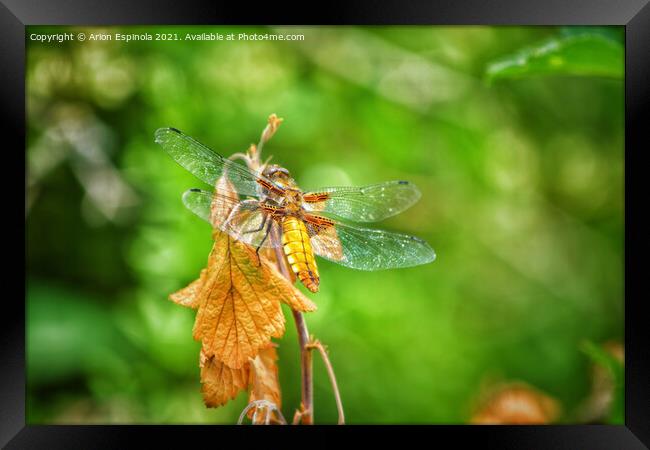 The Dragonfly  Framed Print by Arion Espinola