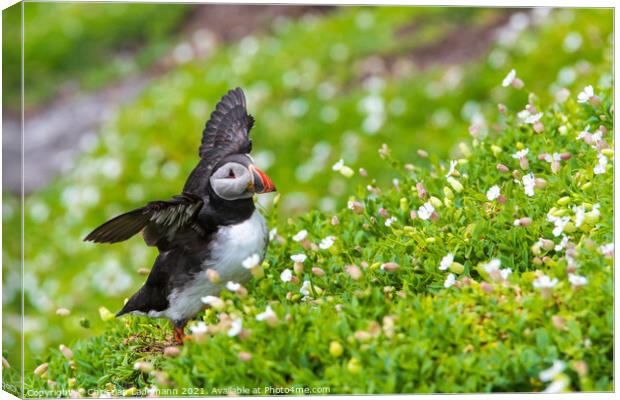 atlantic puffin Canvas Print by Christian Lademann