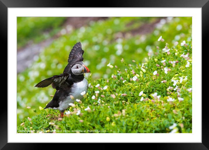 atlantic puffin Framed Mounted Print by Christian Lademann