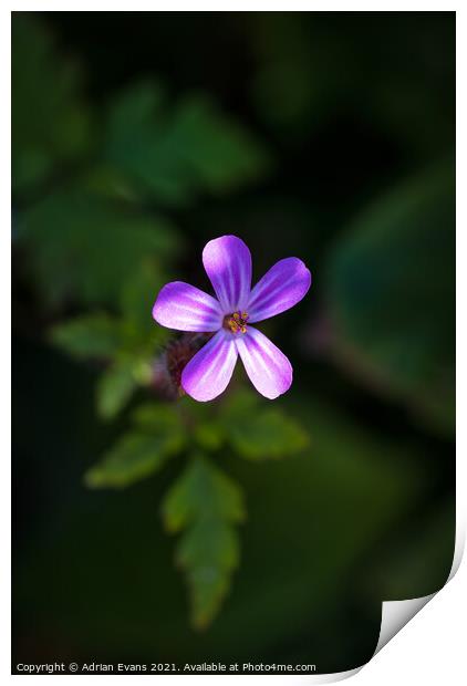 Herb Robert Flower Print by Adrian Evans