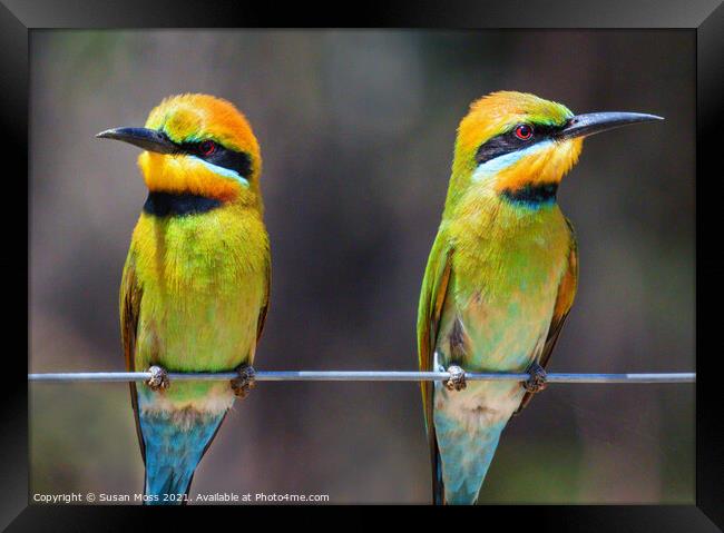 Colourful Rainbow Bee-Eaters Framed Print by Susan Moss