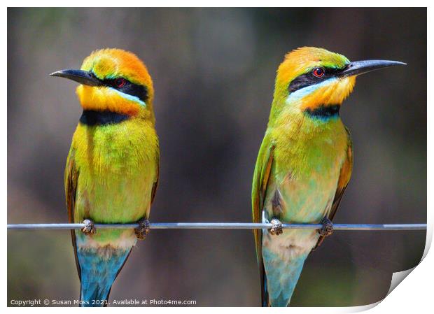 Colourful Rainbow Bee-Eaters Print by Susan Moss