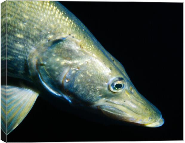 close-up of of a pike Canvas Print by youri Mahieu
