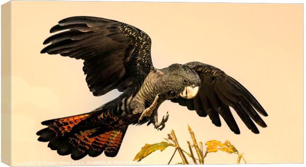 Red Tailed Black Cockatoo coming into perch  Canvas Print by Susan Moss