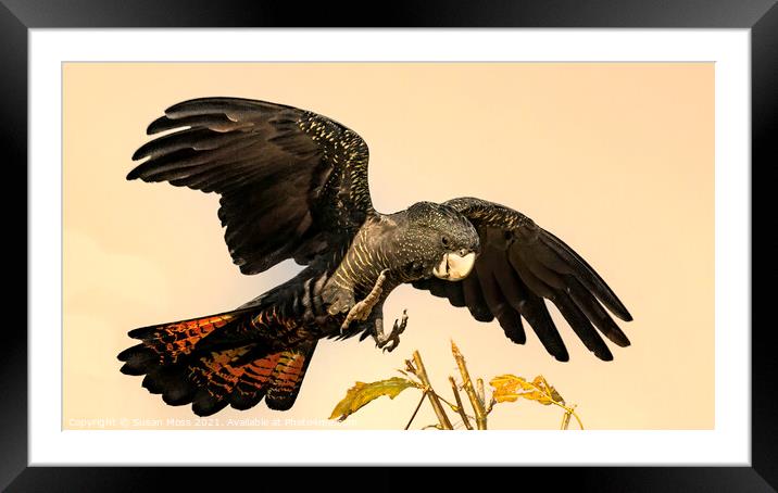 Red Tailed Black Cockatoo coming into perch  Framed Mounted Print by Susan Moss