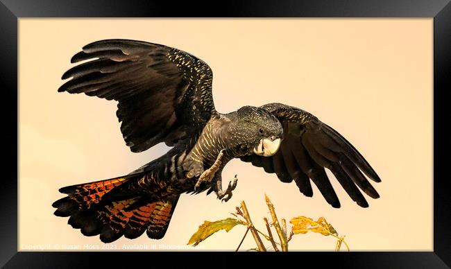 Red Tailed Black Cockatoo coming into perch  Framed Print by Susan Moss