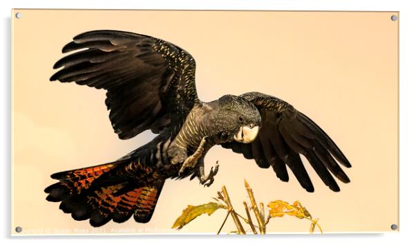 Red Tailed Black Cockatoo coming into perch  Acrylic by Susan Moss