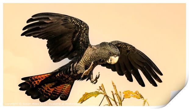 Red Tailed Black Cockatoo coming into perch  Print by Susan Moss