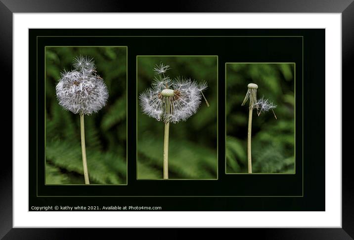 the life of a dandelion seed. Flower Photography  Framed Mounted Print by kathy white