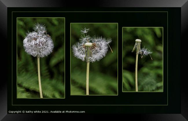 the life of a dandelion seed. Flower Photography  Framed Print by kathy white