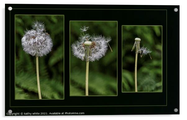 the life of a dandelion seed. Flower Photography  Acrylic by kathy white