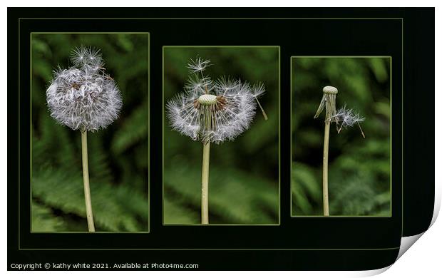 the life of a dandelion seed. Flower Photography  Print by kathy white