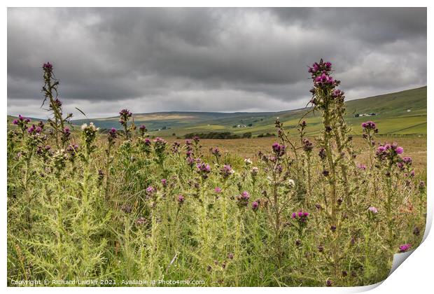 Harwood Thistles Print by Richard Laidler