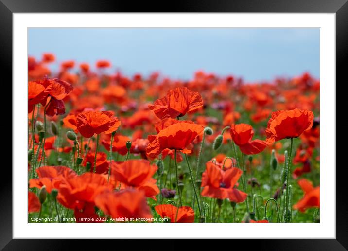 Poppy Field Framed Mounted Print by Hannah Temple