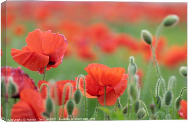 Poppies  Canvas Print by Hannah Temple