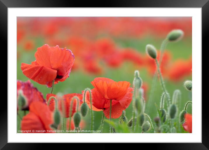 Poppies  Framed Mounted Print by Hannah Temple