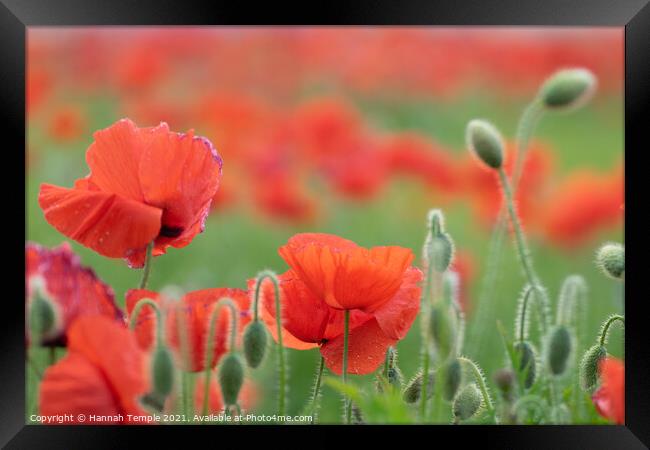 Poppies  Framed Print by Hannah Temple