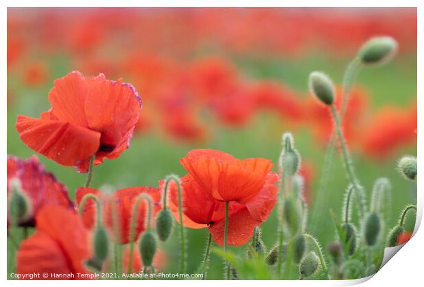 Poppies  Print by Hannah Temple