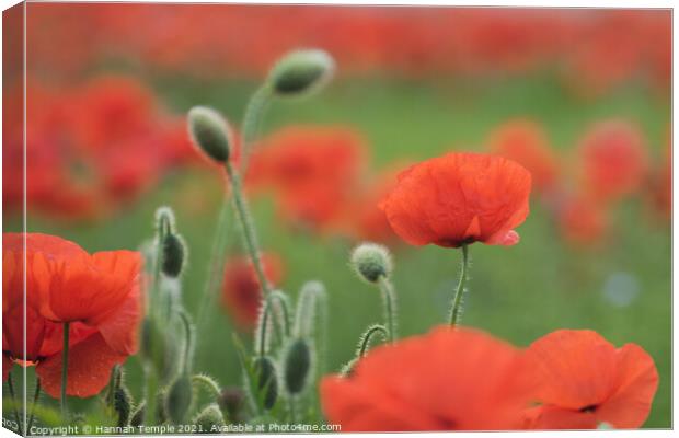 Poppies Canvas Print by Hannah Temple