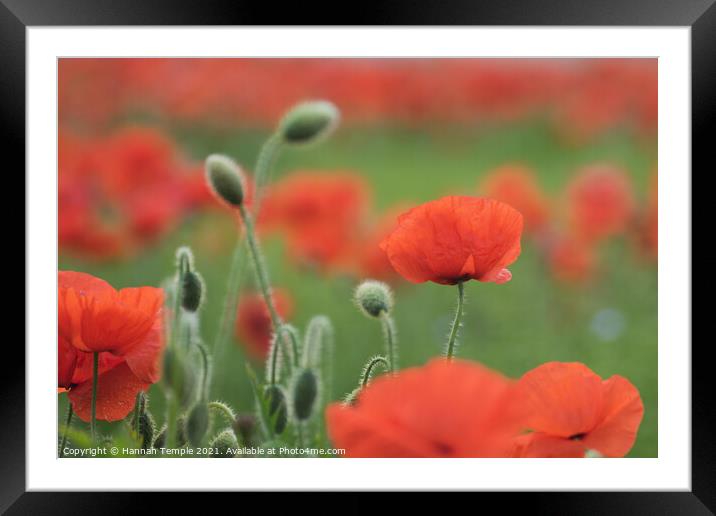 Poppies Framed Mounted Print by Hannah Temple