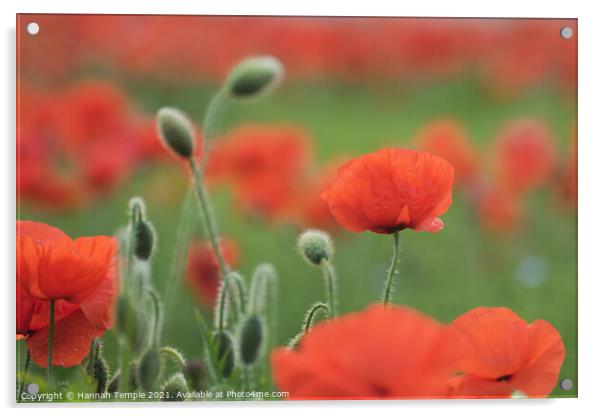 Poppies Acrylic by Hannah Temple