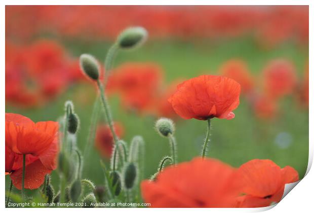 Poppies Print by Hannah Temple