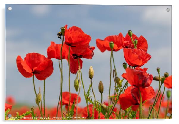 Poppy field  Acrylic by Hannah Temple