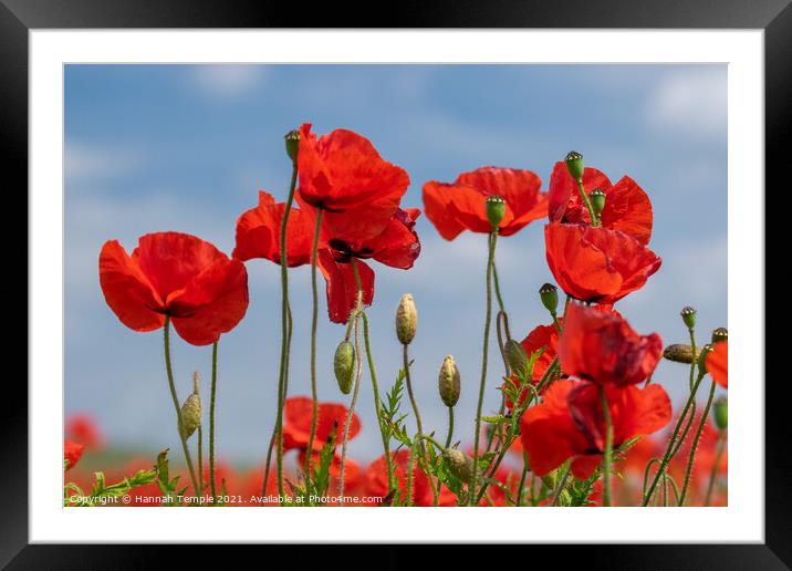 Poppy Field  Framed Mounted Print by Hannah Temple