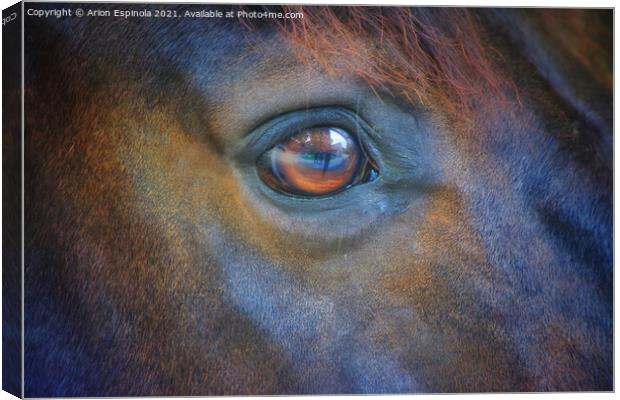 The horse eyes  Canvas Print by Arion Espinola
