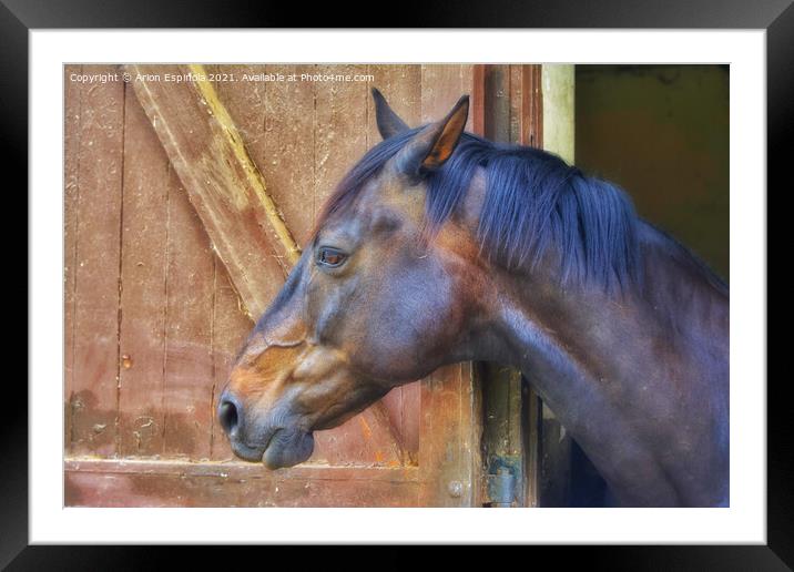 English Horse  Framed Mounted Print by Arion Espinola