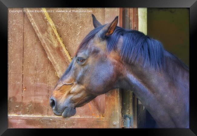 English Horse  Framed Print by Arion Espinola