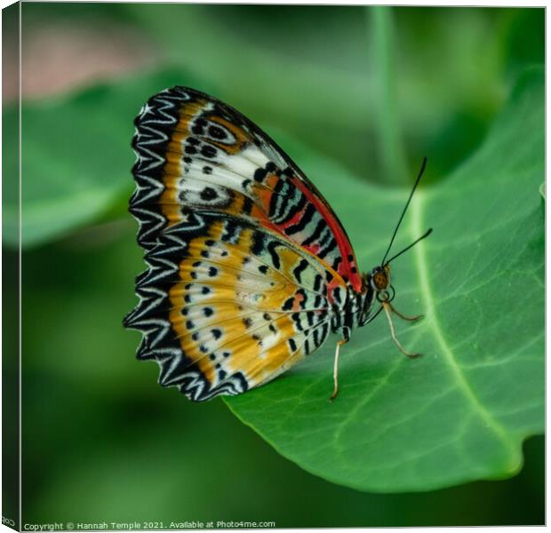 Leopard Lacewing Butterfly  Canvas Print by Hannah Temple