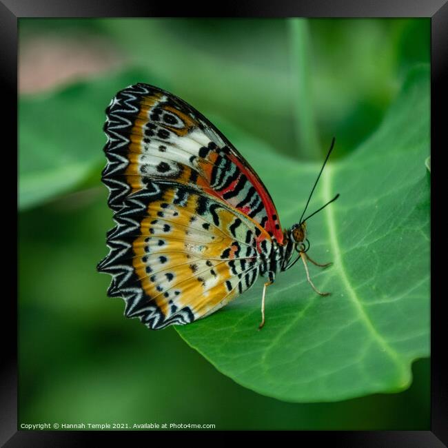 Leopard Lacewing Butterfly  Framed Print by Hannah Temple
