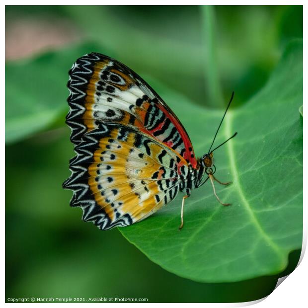 Leopard Lacewing Butterfly  Print by Hannah Temple