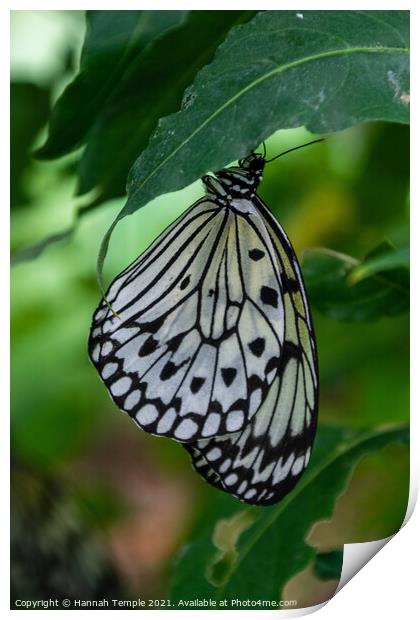 Malabar Tree Nymph Butterfly  Print by Hannah Temple