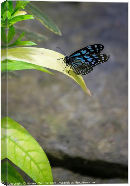Blue Tiger Butterfly  Canvas Print by Hannah Temple