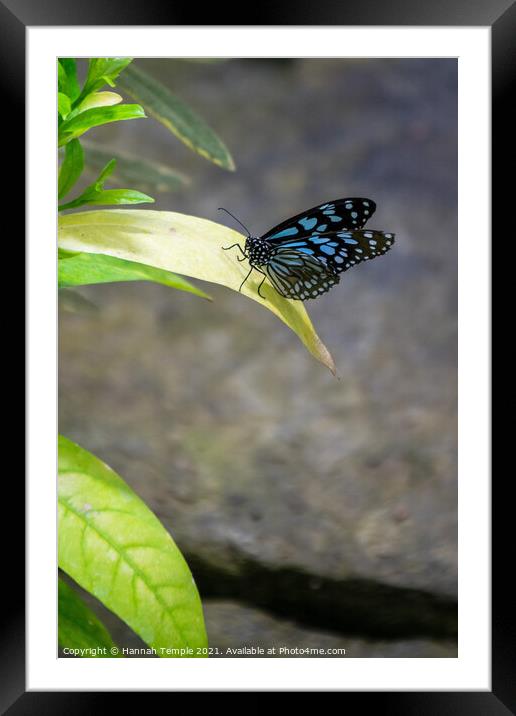 Blue Tiger Butterfly  Framed Mounted Print by Hannah Temple