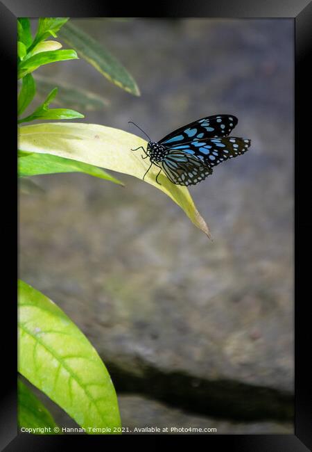 Blue Tiger Butterfly  Framed Print by Hannah Temple