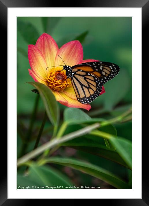 Monarch Butterfly Framed Mounted Print by Hannah Temple