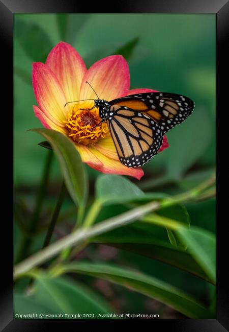 Monarch Butterfly Framed Print by Hannah Temple